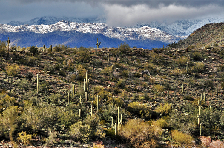 snow-capped mtns